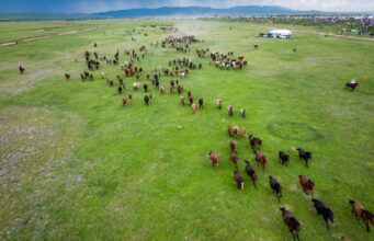 La Cina punta sulle sue praterie per migliorare l’ecosistema nazionale
